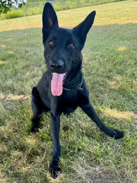 Koda