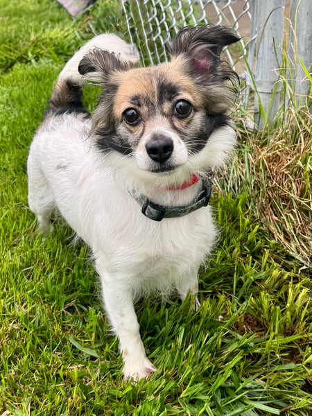 Nova