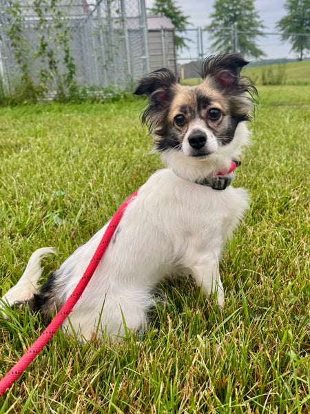 Nova