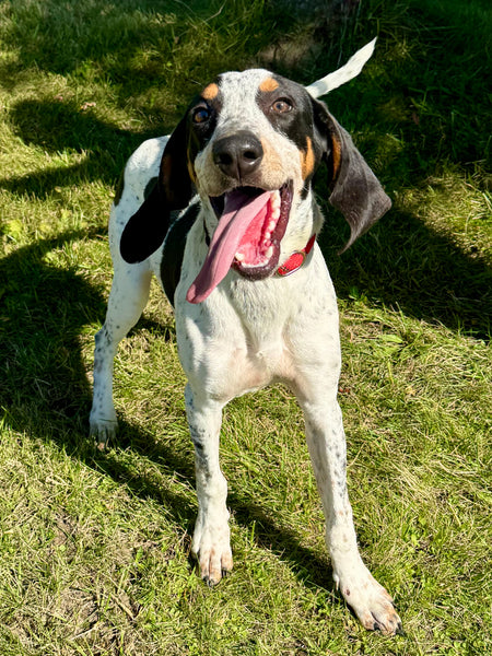 Bo