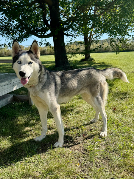 Willow