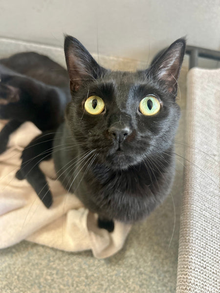 Lyla
