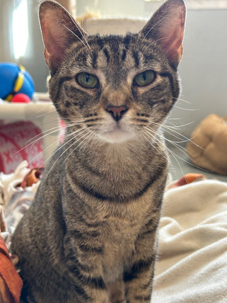 Tilly