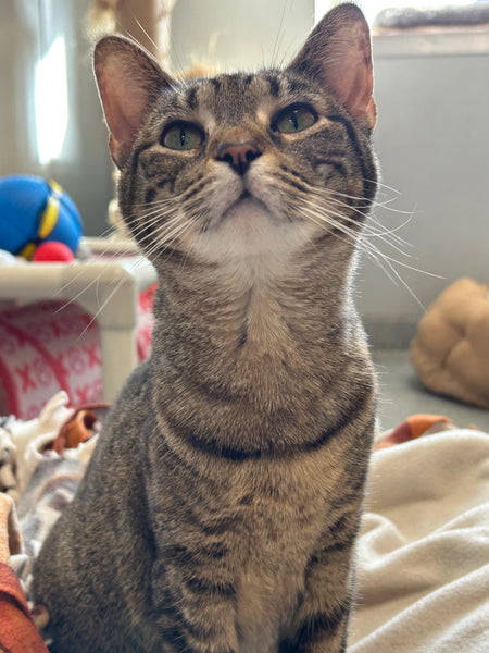 Tilly