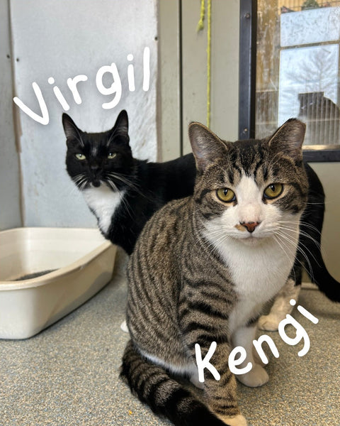 Kenji